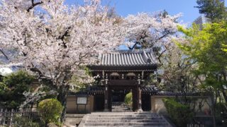 法明寺山門と桜