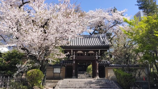 法明寺山門と桜