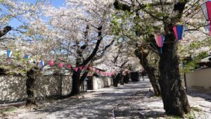 法明寺参道の桜並木