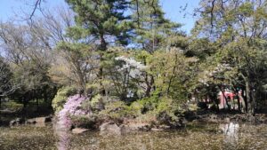 井草の森公園池の築山の桜