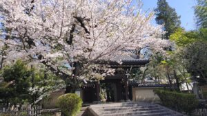 法明寺山門と桜の景色