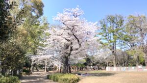 井草の森公園原っぱの桜