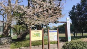 井草の森公園入口の桜