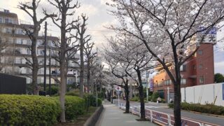 船堀公園周辺の桜並木