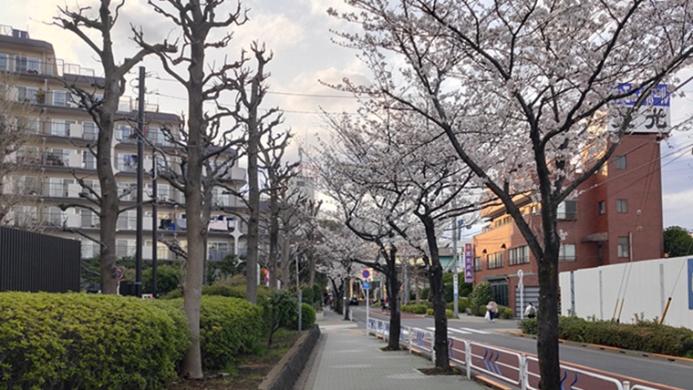 船堀公園周辺の桜並木