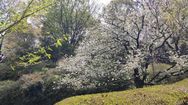 駒場野公園の桜