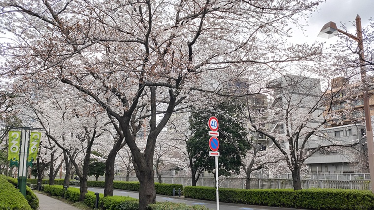 品川区の目黒川の桜並木