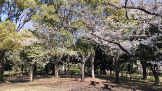 平和の森公園見晴らし広場の桜