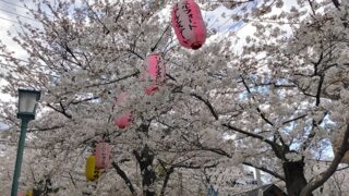 馬込桜並木通り