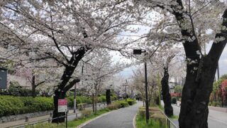 呑川緑道と桜