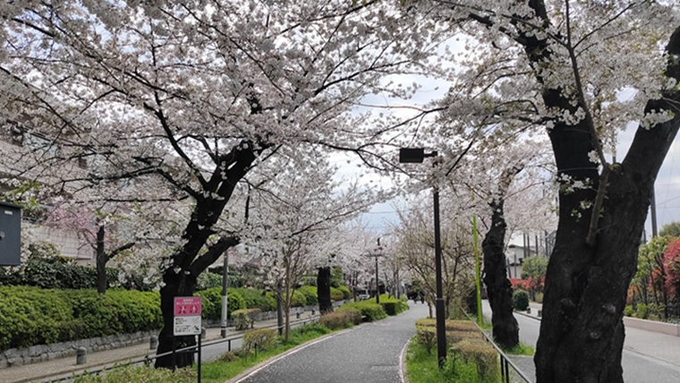 呑川緑道と桜