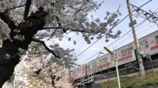 九品仏川緑道の桜と電車