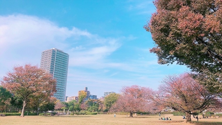 木場公園の広場と桜