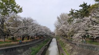 善福寺川緑地と桜並木