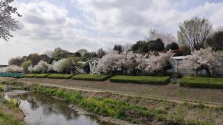 野川緑道の桜並木
