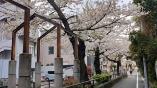 立会川緑道さ桜