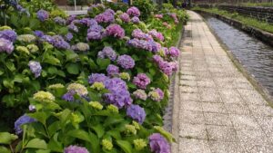 古川親水公園東側のあじさい