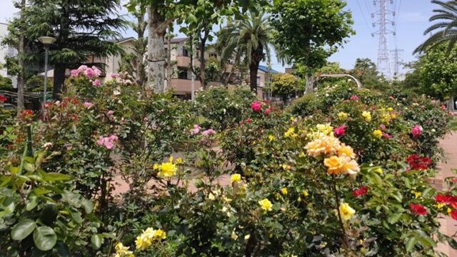 宇喜田東公園のバラ