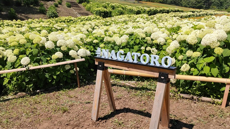 長瀞花の里のアナベル
