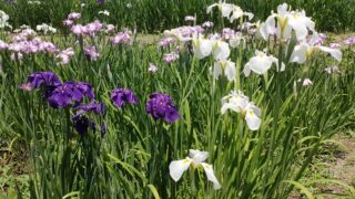 両神花しょうぶ園のハナショウブ
