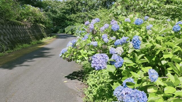 本庄市あじさいの小路の紫陽花
