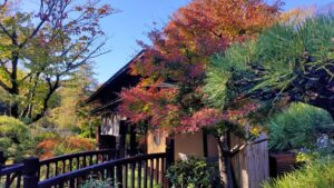所沢航空記念公園のモミジの紅葉