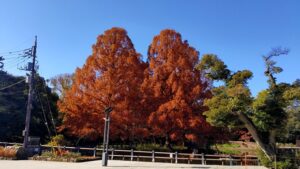 大宮公園白鳥池のメタセコイア
