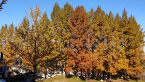 あけぼの子どもの森公園の紅葉するメタセコイア