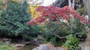 名主の森公園のモミジの紅葉