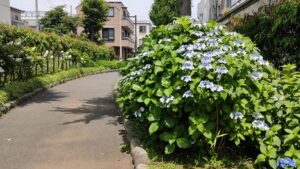 下鎌田あじさい公園のアジサイと園路