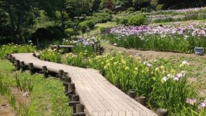 両神花しょうぶ園のハナショウブと木道