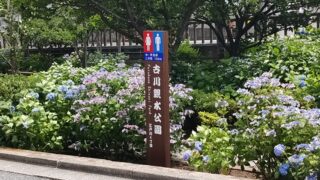 古川親水公園とあじさい