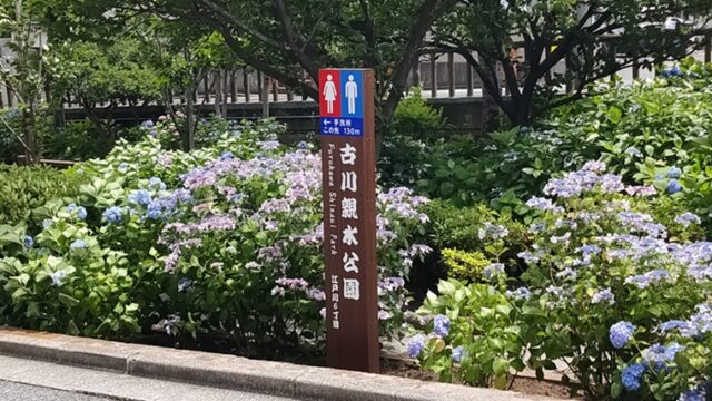 古川親水公園とあじさい