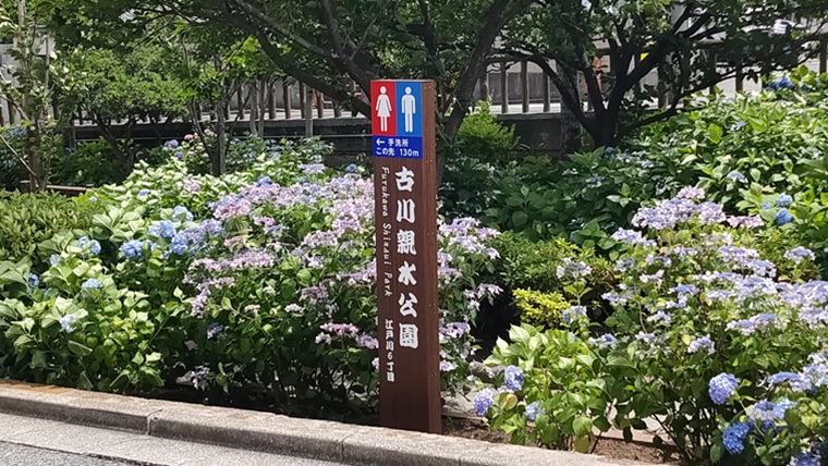 古川親水公園とあじさい