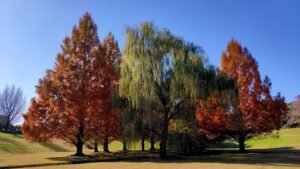 大宮第二公園のメタセコイアと柳