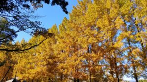 あけぼの子どもの森公園のメタセコイアと青空