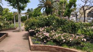 宇喜田東公園のバラと花壇