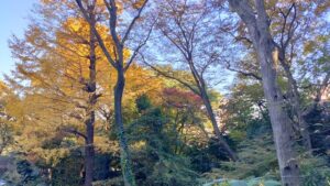 名主の森公園のイチョウの黄葉