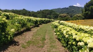 長瀞花の里通路両脇のアナベル