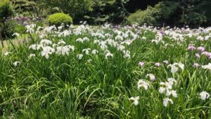 両神花しょうぶ園の白いハナショウブ