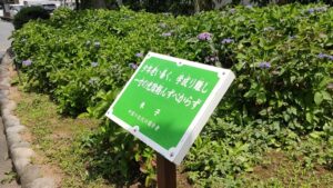 下鎌田あじさい公園の偉人の名言とアジサイ