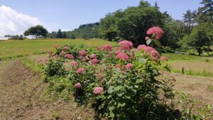 長瀞花の里のピンクアナベル