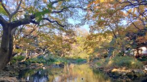 名主の森公園の池と紅葉