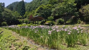 両神花しょうぶ園のハナショウブと東屋