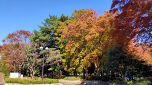 所沢航空記念公園のトウカエデの紅葉