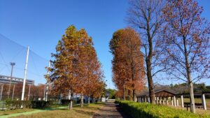 所沢航空記念公園のユリノキの紅葉