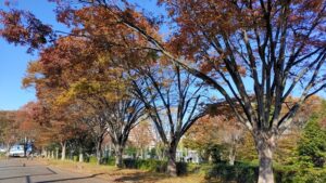 所沢航空記念公園のケヤキの紅葉