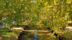 加須はなさき公園の小川のメタセコイア