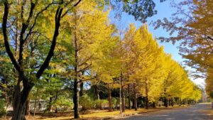 所沢航空記念公園のイチョウの紅葉