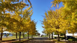 加須はなさき公園のイチョウ